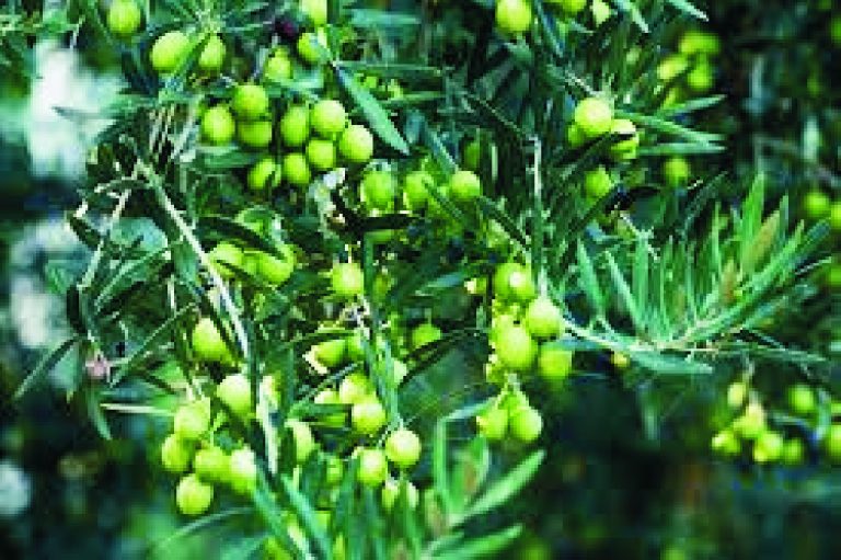 Olive