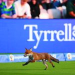 fox