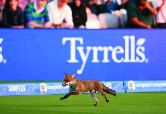 fox