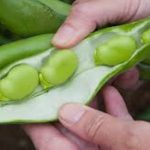 broad-beansa1