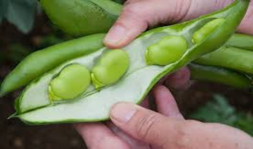 broad-beansa1