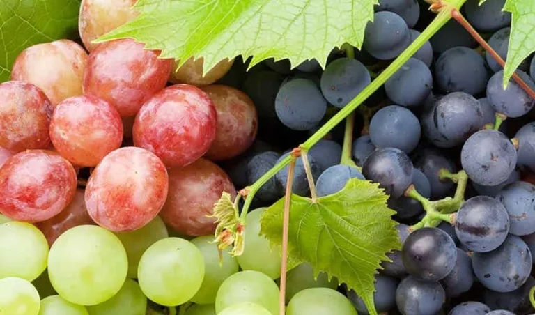 grapesone