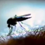 dengue-one1