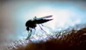 dengue-one1