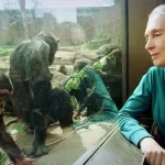 jane-goodall-dies