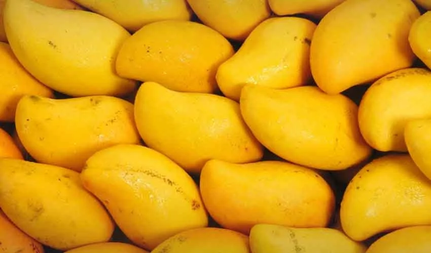 multan-mango-orchards-destroyed